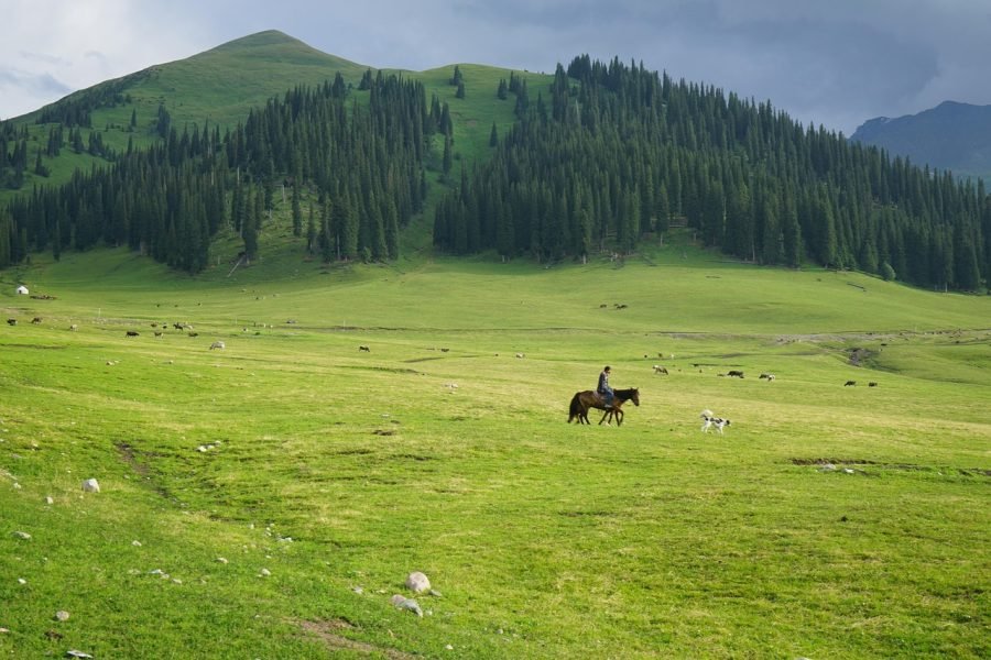 Pony Ride in Kashmir