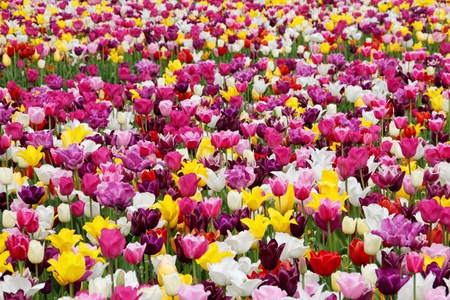 Tulip Garden Ticket Booking