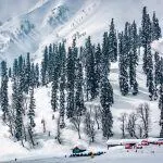 Snow covered pine forest on the slopes of Gulmarg in winter