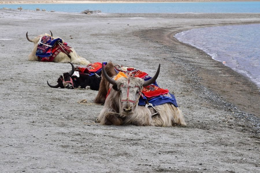 Ladakh Tour Package