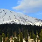 Snow covered mountain peak above a pine forest in Gulmarg Kashmir