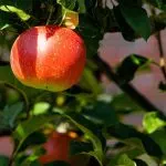 Ripe red apple on an orchard tree