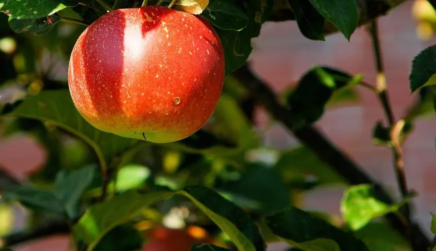 Ripe red apple on an orchard tree