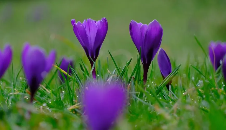 Purple crocus flowers in a meadow, the saffron crocus family