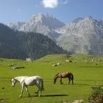 Grazing horses in a green Sonmarg meadow with snow-dusted Himalayan peaks in the background