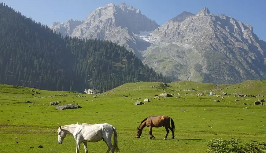 Grazing horses in a green Sonmarg meadow with snow-dusted Himalayan peaks in the background