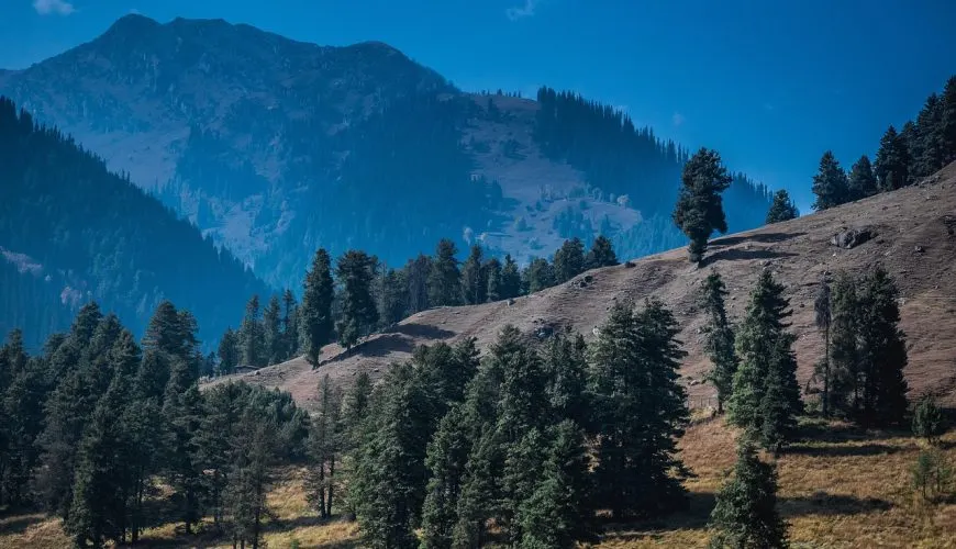 Pine forest and mountains in Kashmir
