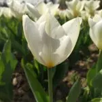 Tulips in bloom in Srinagar, Kashmir