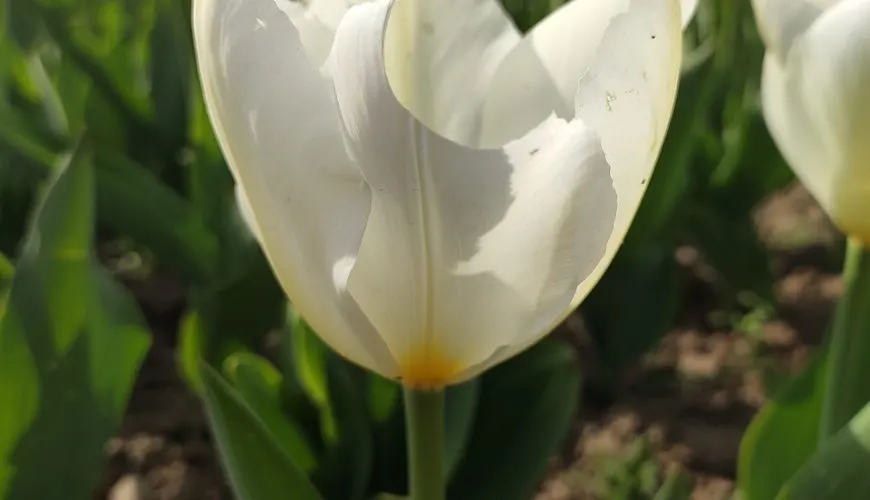 Tulips in bloom in Srinagar, Kashmir